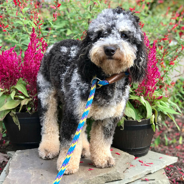 Benny - Mini Poodle