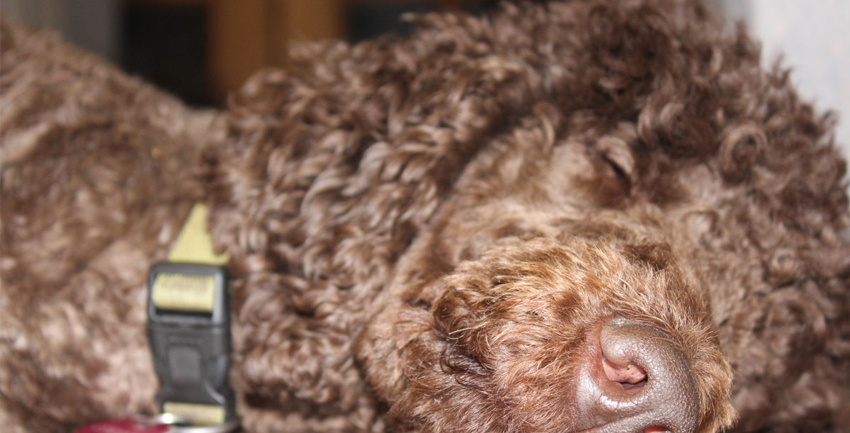 Red Poodle Puppies for Sale by Virginia Coast Poodles in Virginia