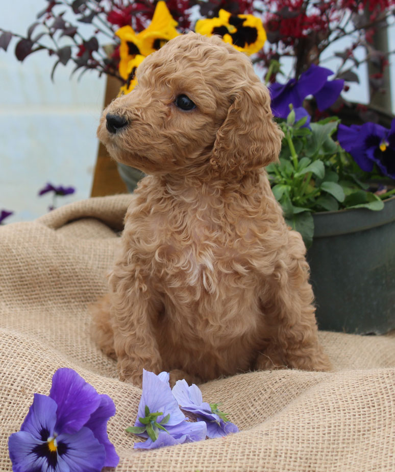 Red Poodle Puppy by Virginia Coast Poodles