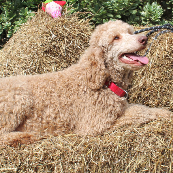 Goldendoodle Mom