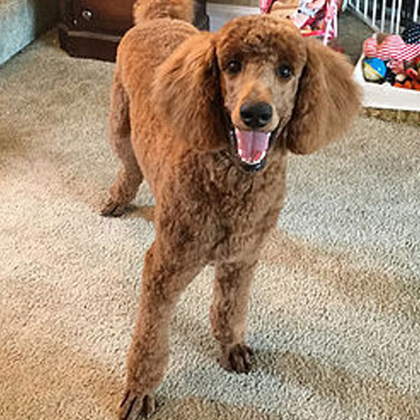 Chance - Standard AKC Poodle