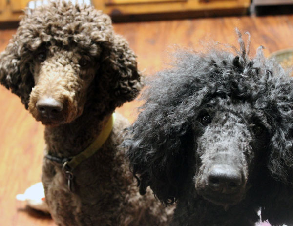 Poodle Puppy Schedule at Virginia Coast Poodles