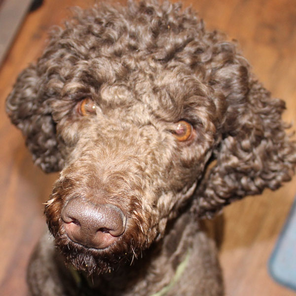 Cocoa - AKC Poodle