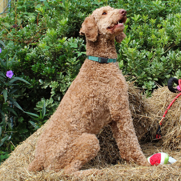 Copper - Standard AKC Poodle