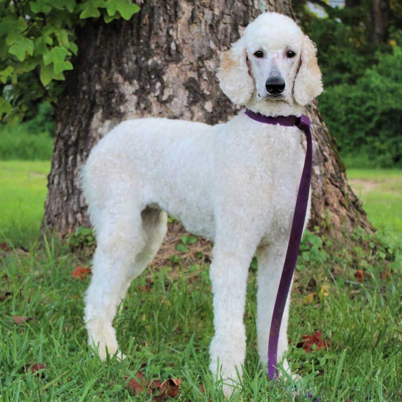 Dottie - AKC Poodle