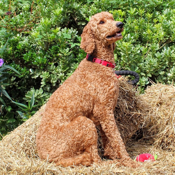 Fancy - AKC Poodle