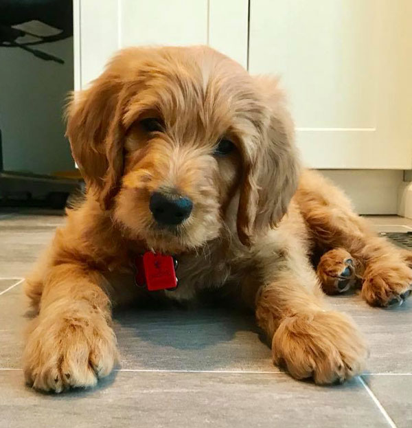 Available Goldendoodle Puppies