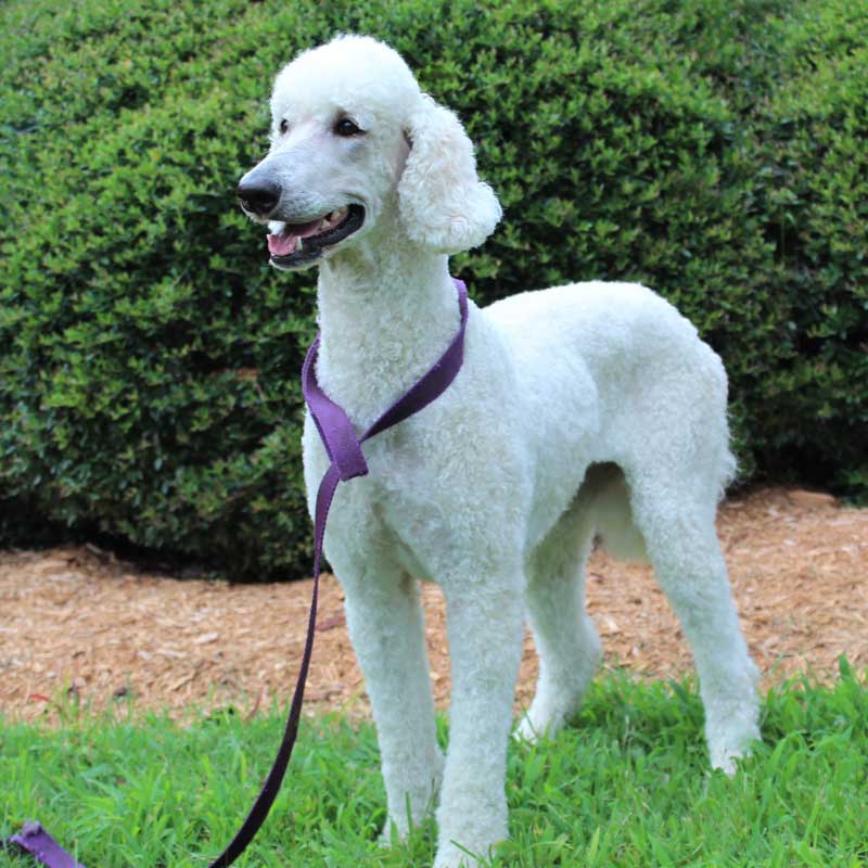 Greta - AKC Poodle