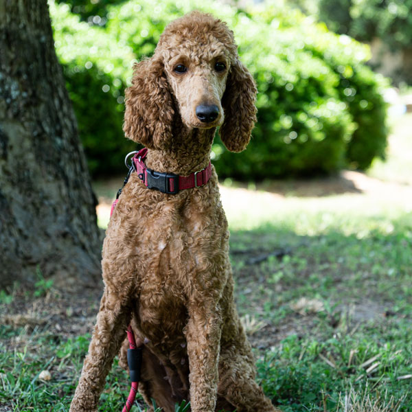 Hazel - AKC Poodle