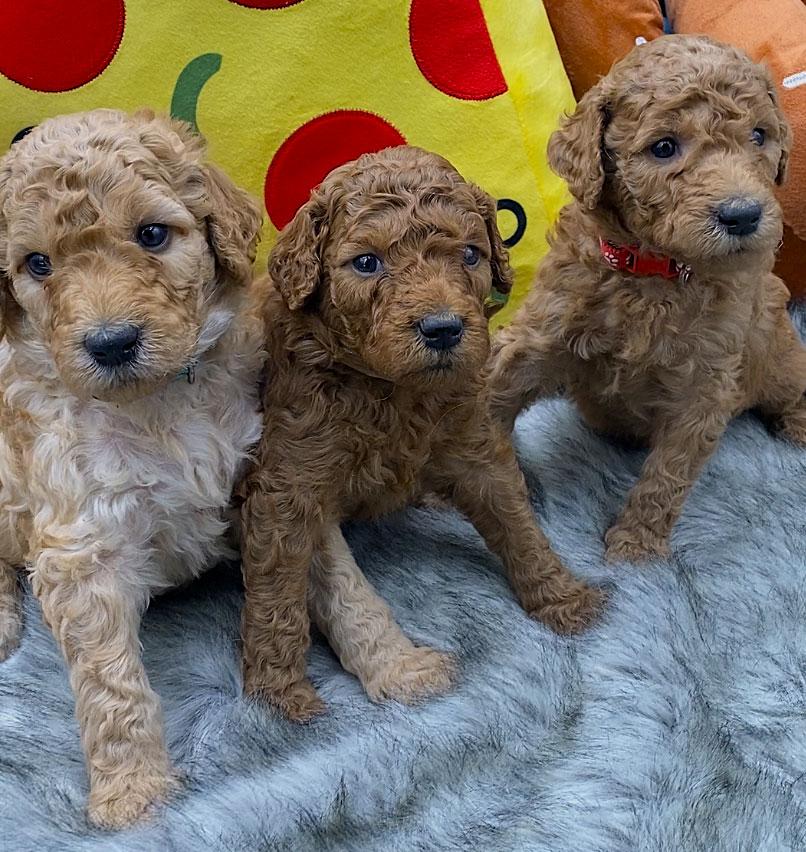 Goldendoodle Puppy by Virginia Coast Poodles