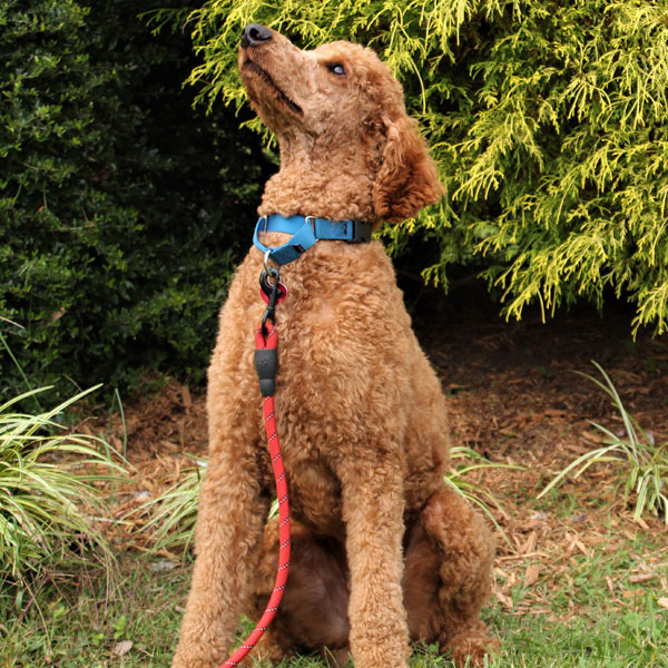 Goldendoodle Dad