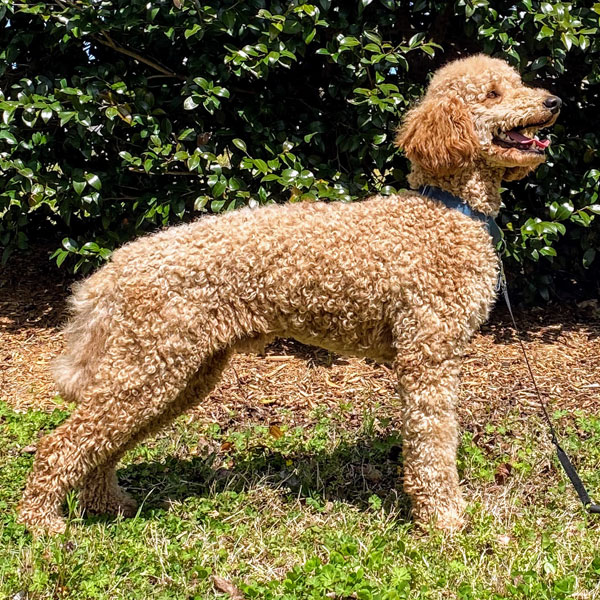 Marshall - AKC Golden Retriever