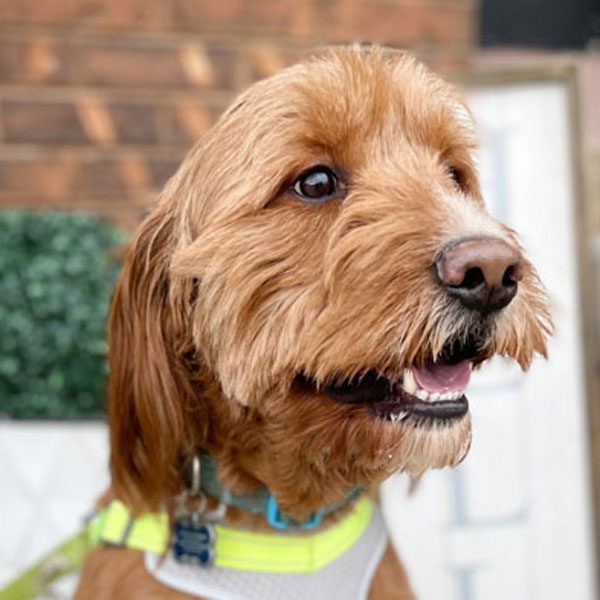 Obby - F1 Goldendoodle