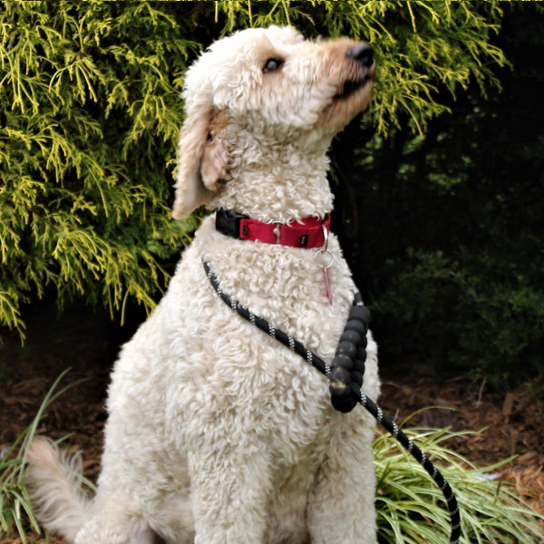 Pearl - F1 Goldendoodle