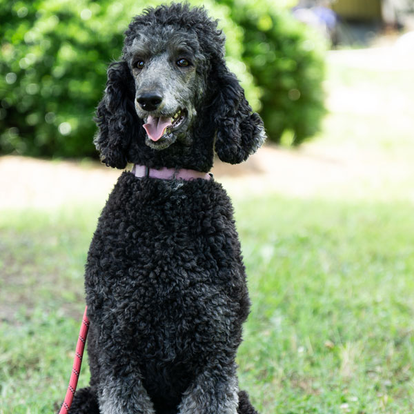 Rosie - AKC Poodle