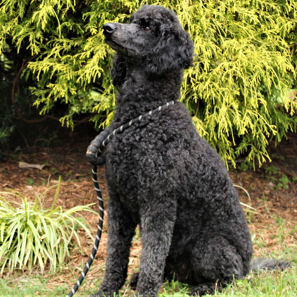 Pekoe - AKC Poodle