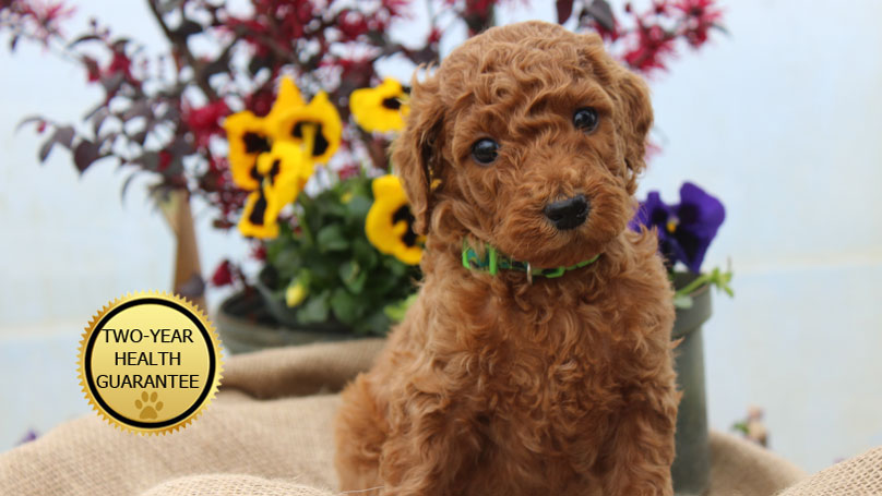 akc standard poodle breeders