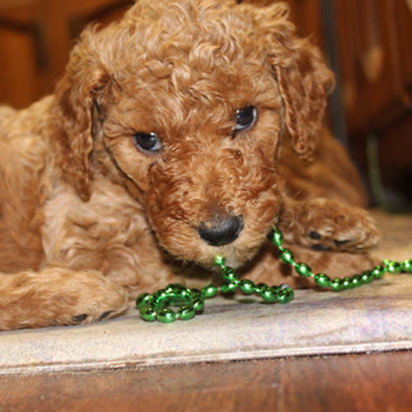 Available Poodle Puppies