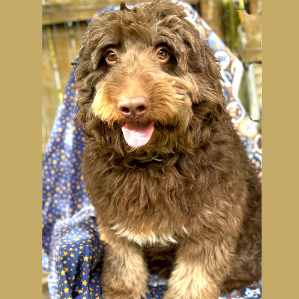 Goldendoodle Dad