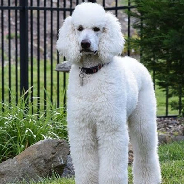 Romeo - AKC Cream Poodle