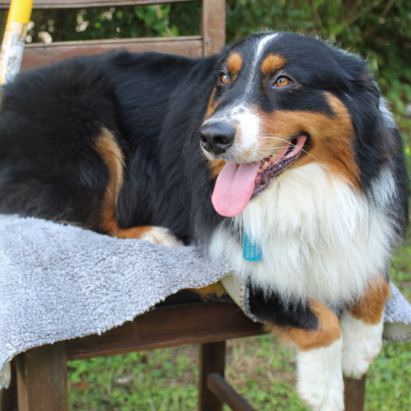 Steel - Standard AKC Australian Shepherd