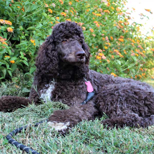 Stella - AKC Poodle