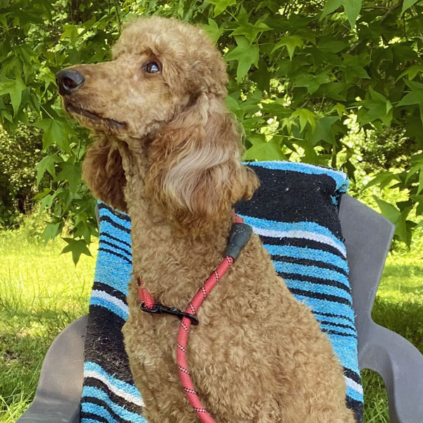 Suzie - AKC Poodle