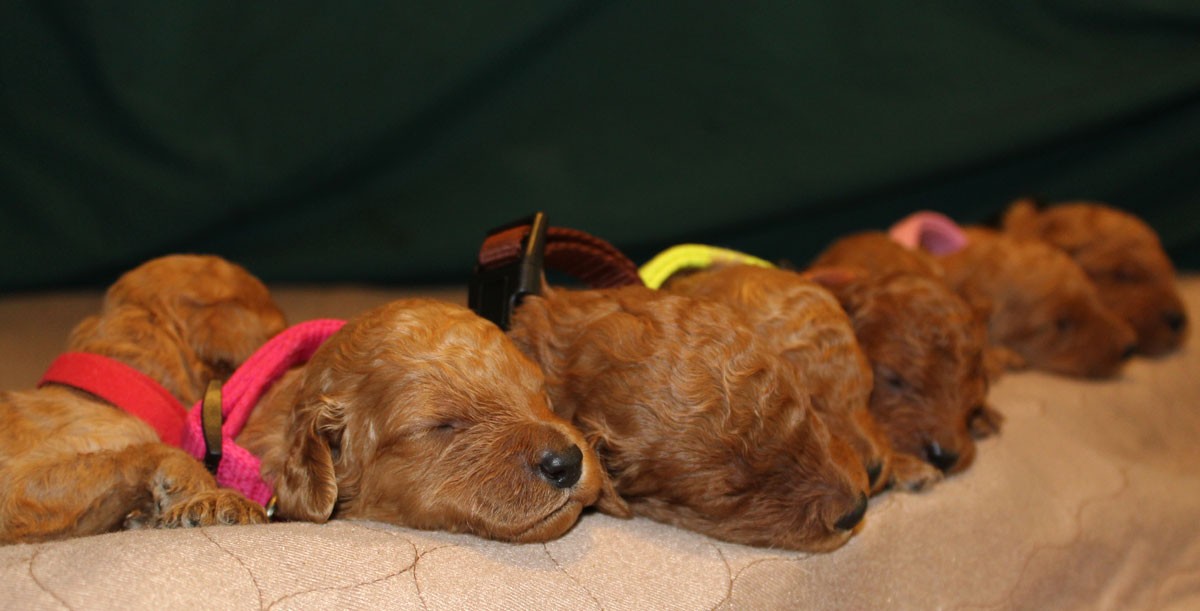 Poodle Puppies for Sale in Virginia