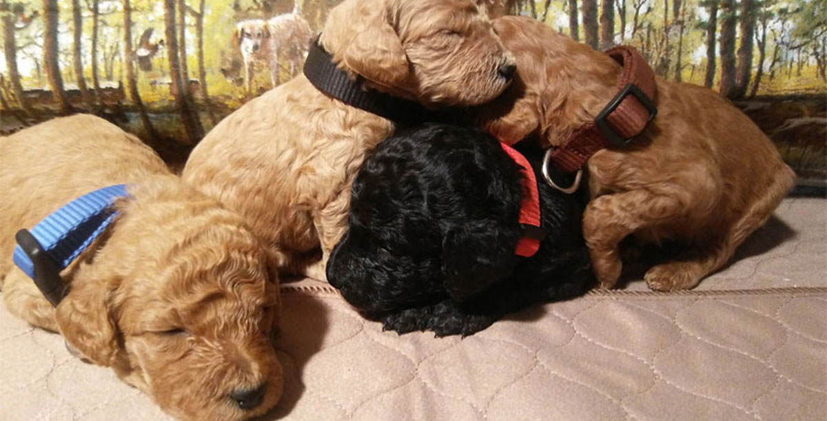 Poodle Puppies for Sale in Virginia
