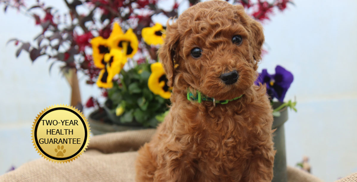 Standard Poodle And Goldendodle Puppies