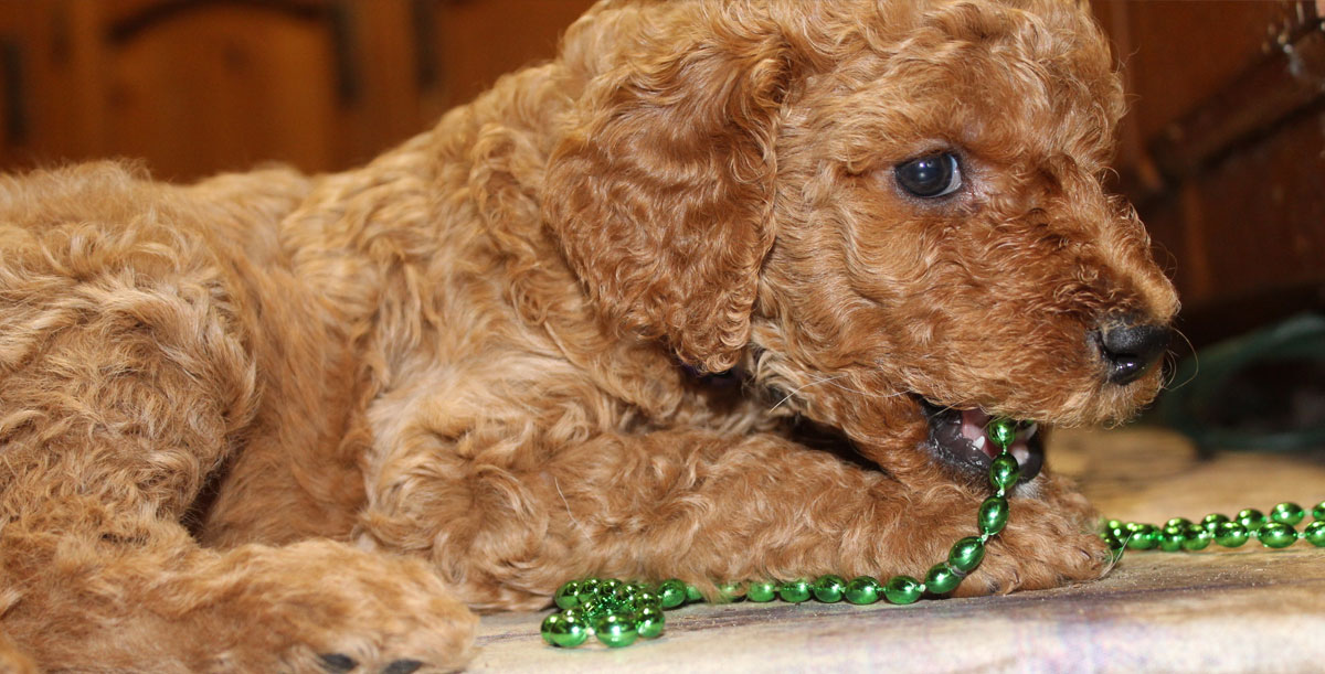 Red AKC Poodle Puppies for Sale in Virginia