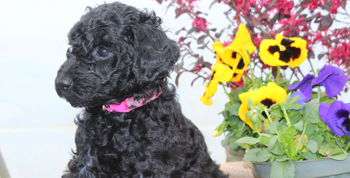 Standard Poodle And Goldendodle Puppies